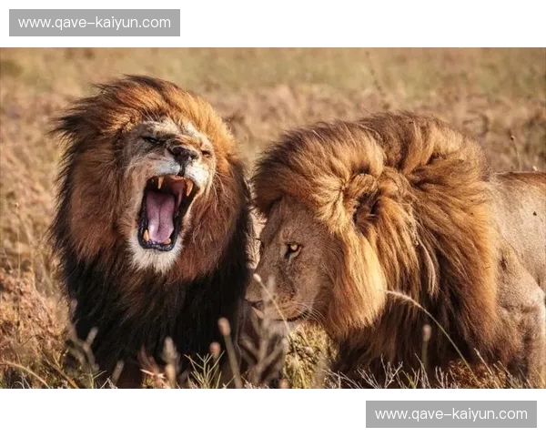 绿茵烽烟：当“沙漠之狮”阿特阿赫遭遇“地中海之盾”特马卡比的巅峰博弈